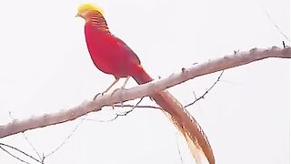 F bird
