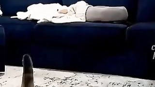 funny cat compilation video 1