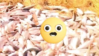 Hasil tangkapan ikan dan hasil peliharaan kura-kura