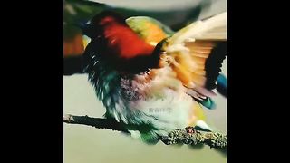 Beautiful Bird #febspot #virel #short #foryou
