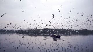 Animals of Amazon Jungle