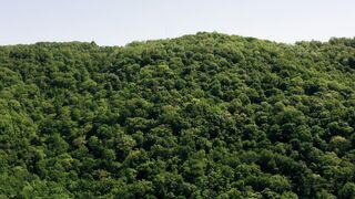 "Whispers of the Wild: Nature's Poetry in Motion"