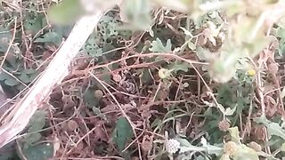 The beautiful wild plants flowers