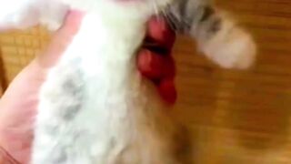 Funny Cute Cat Videos shorts
