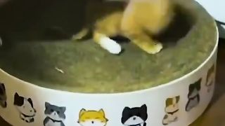some cute animal behavior