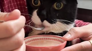 Kitty Black Cat