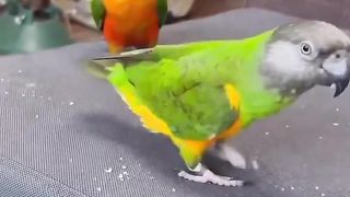 Just Amazing Birds