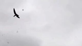 Burung purba yg diyakini masih hidup di papua