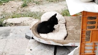 kitten 3