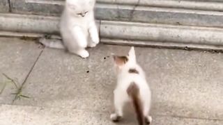 little milk cats fighting