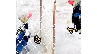 Sher sher hi hota please like me and subscribe
