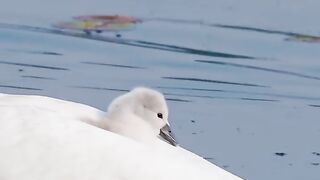 Wow beautiful ducks