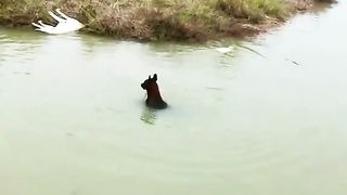 Funny Dog Vs Duck Viral Video