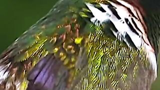 Viral video 58