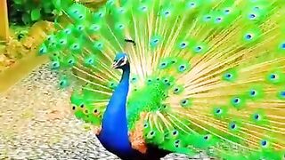 This is the most beautiful bird in the world who is good at dancing (720P_HD).