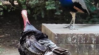 Peacock vs Turkey