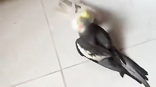 Cocktail vs cockatiel