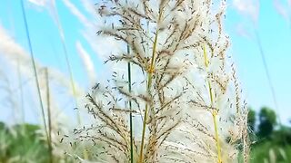 4K Ultra Hd Video |Amazing Natural Scenery | Peaceful Video | #viralvideo #nature