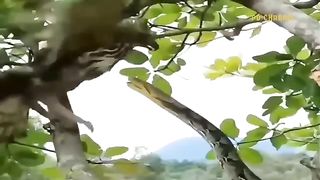 Eagle and cobra
