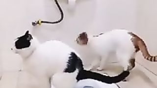 Funny animals | Funny cats and dogs | Funny animal videos 2023
