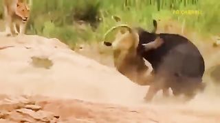 Lion and bafalow