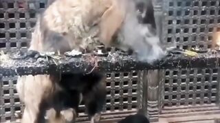 Funny Goat Viral Video