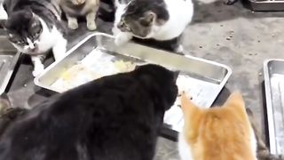 Funny Cat Viral Video 24