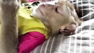 Funny Monkey Viral Video 32