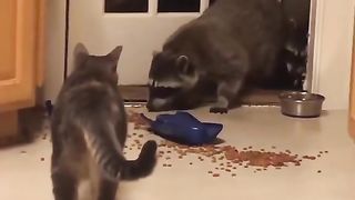 Funny Cat Viral Video 25