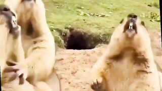 Funny Squirrel Viral Video 2