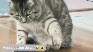Funny Cat Viral Video 26