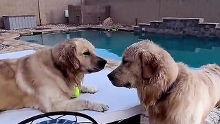 Funny Dog Viral Video 14
