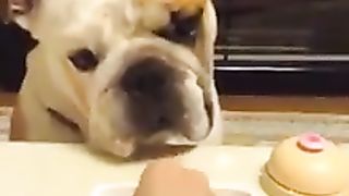 Funny | Cutest Dog Chronicles: A Paw-sitively Hilarious Tale! | FunFM