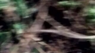 Animal 37