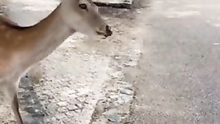 Nara Park in Japan is home to the friendliest bowing deer