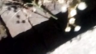 Animals 38
