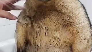 Funny | The Thoughtless Marmot: A Brain-Empty Comedy Special! | FunFM