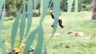 Funny | Zoo Rain Dance: When Weather Wows the Animals! | FunFM