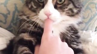 funny cats 01