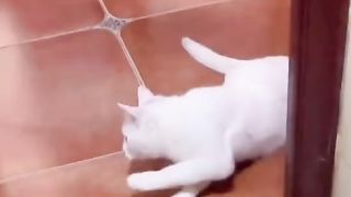 funny cats 03
