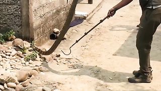 "Thrilling Cobra Rescue Mission: Nawalpur, Nepal" #kingcobra #rescue #nawalpur #Nepal