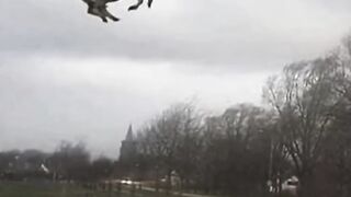 Seconds "flying cows#fyp