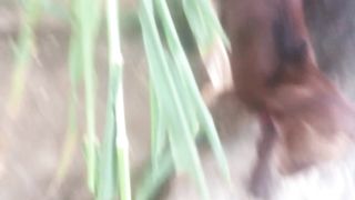 Mandira