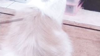 My cat 12