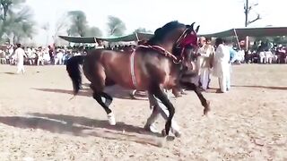 Horse Dance 2