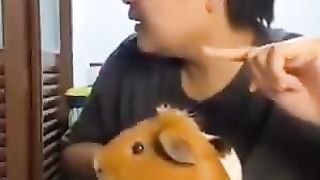 Guinea pig surprised by thunder with his owner