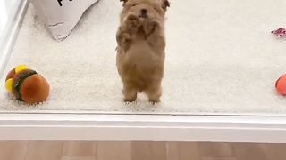 little dancing puppy