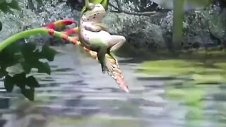 thinking frog