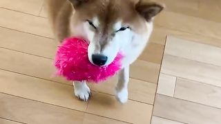 A dog that will happily bring you
