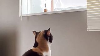 A cat who is bad at flying